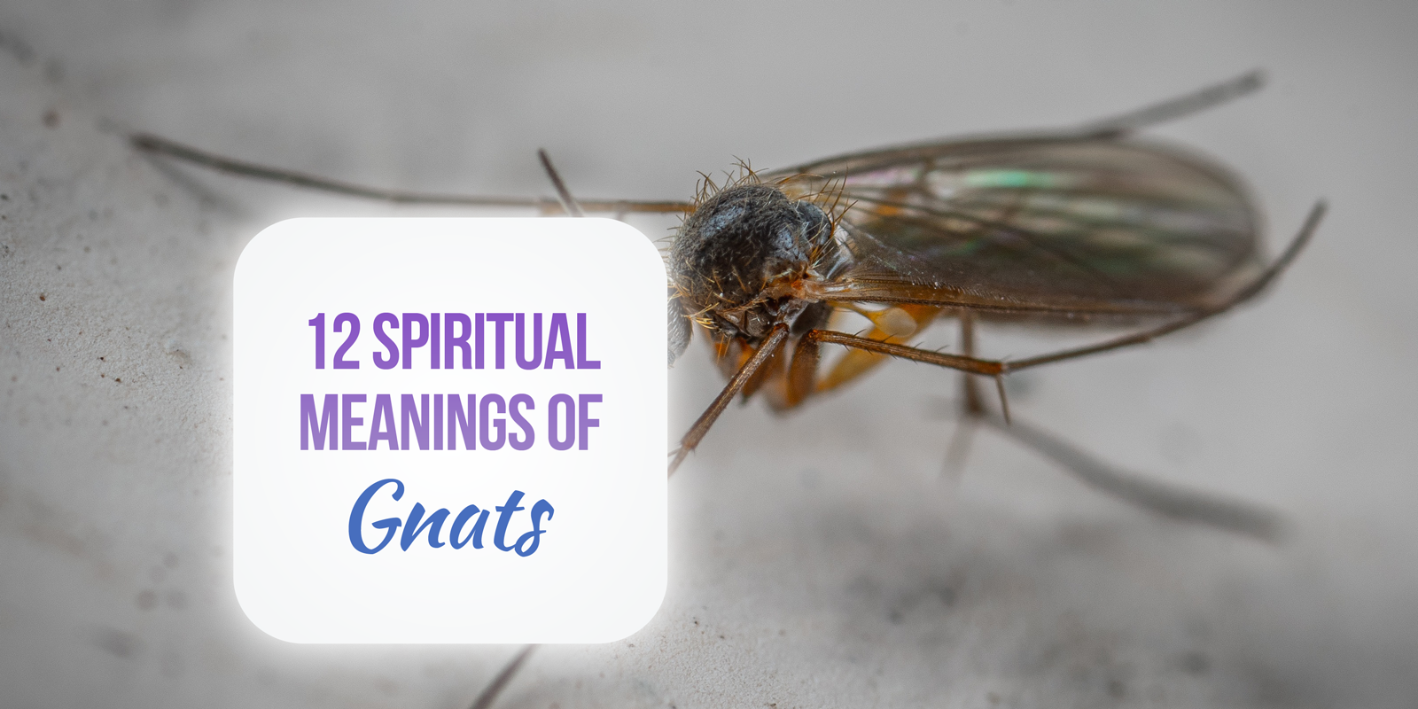 spiritual meaning of gnats