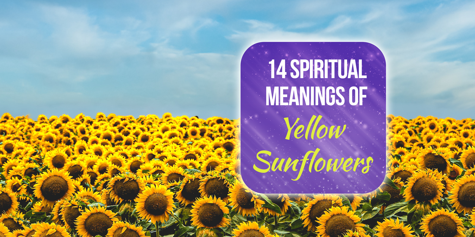 spiritual meaning of yellow sunflowers