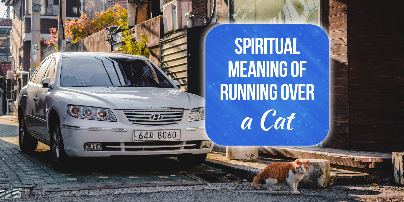 spiritual meaning of running over a cat