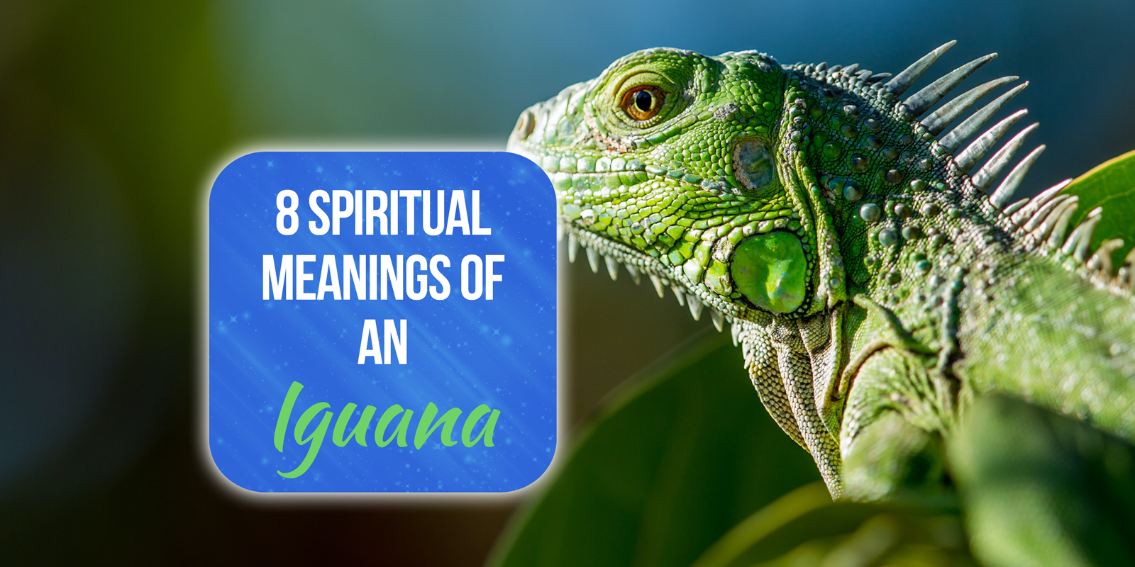 spiritual meaning of an iguana