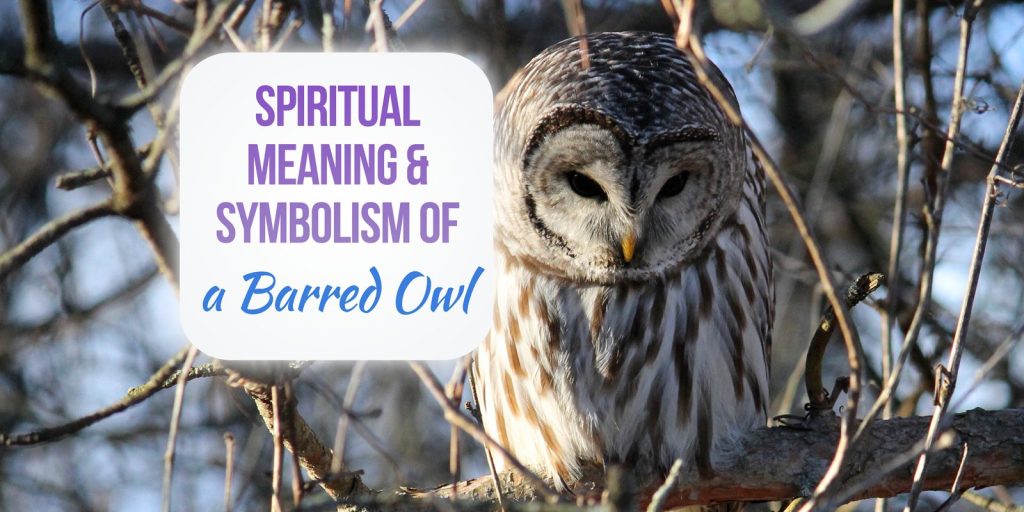 spiritual meaning of barred owl