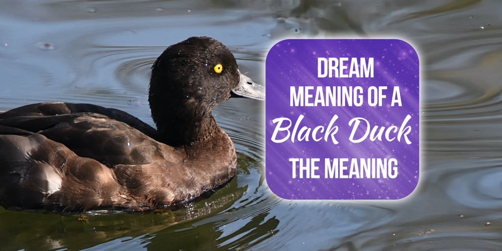 black duck dream meaning