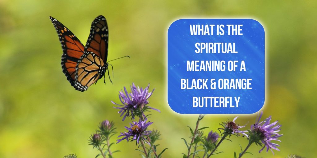 black and orange butterfly spiritual meaning