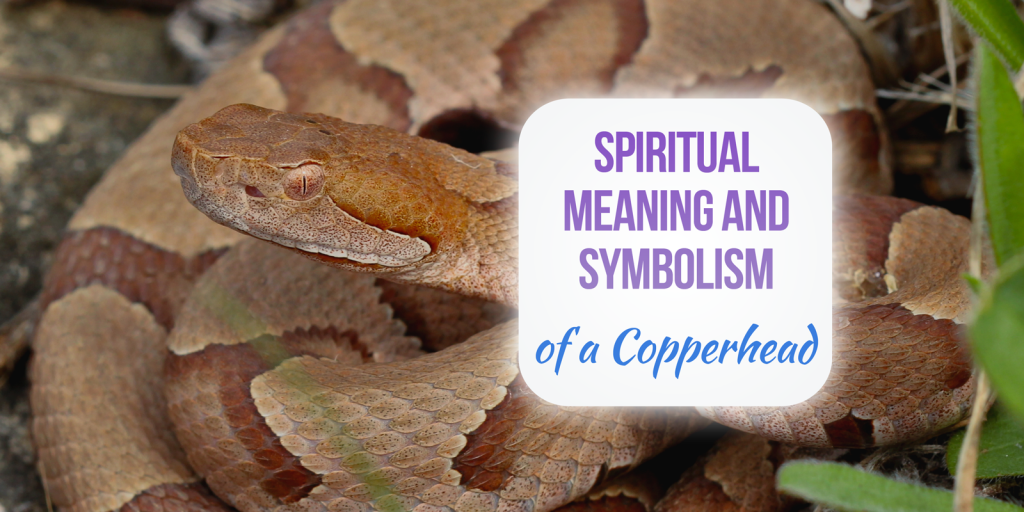 copperhead spiritual meaning