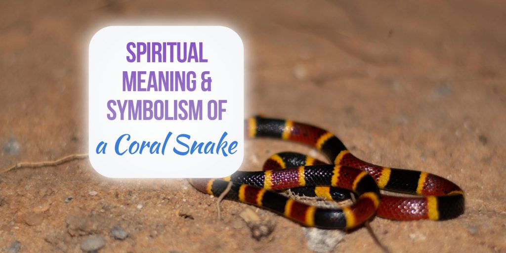 coral snake spiritual meaning