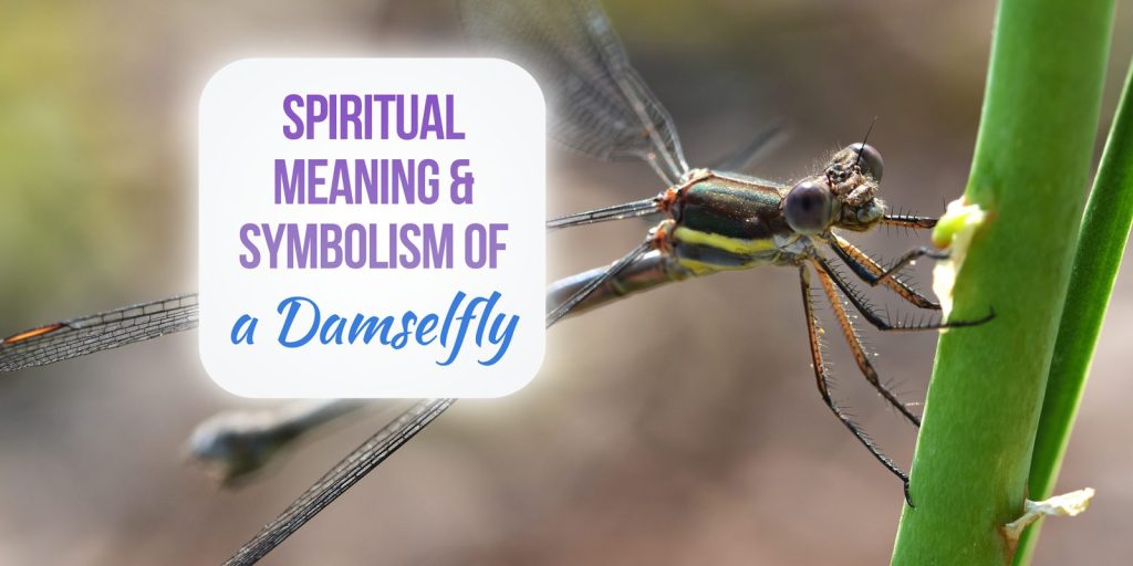 damselfly spiritual meaning