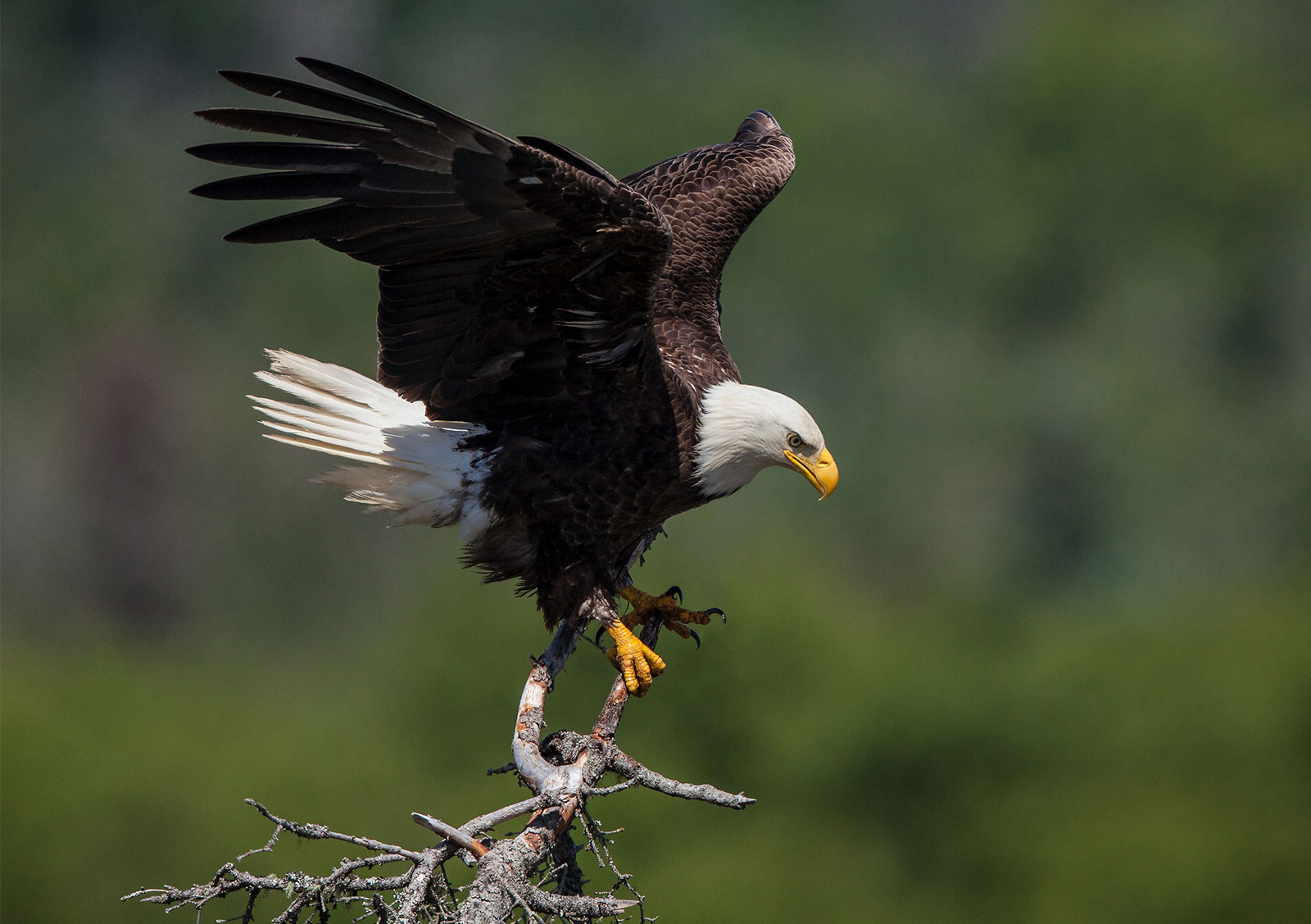 eagle symbolism