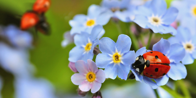 ladybug symbolism