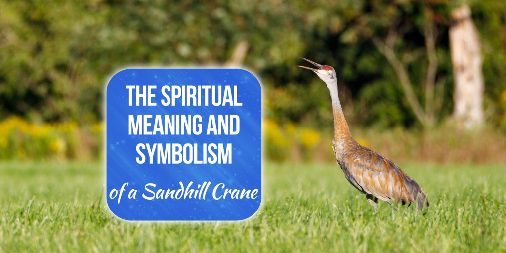 sandhill crane spiritual meaning