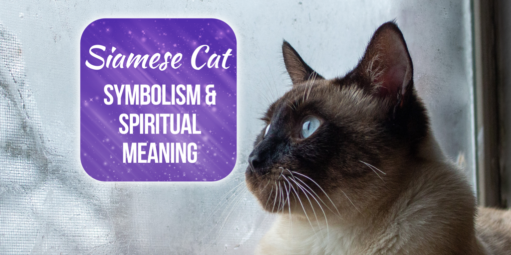 siamese cat dream meaning