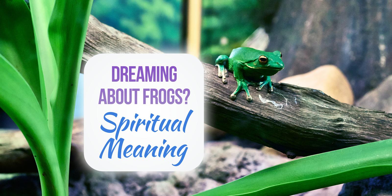 what does it mean to dream about frogs