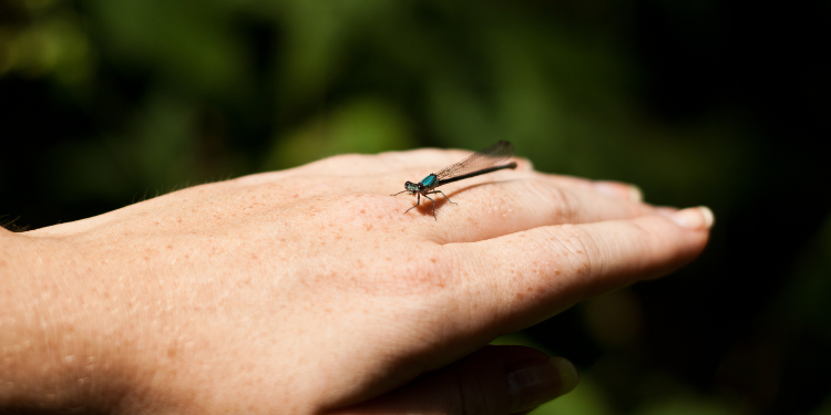 what does it mean when a dragonfly lands on you