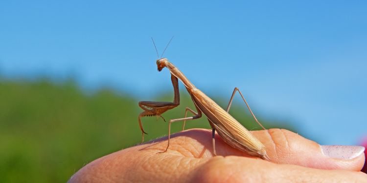 what does it mean when a praying mantis lands on you