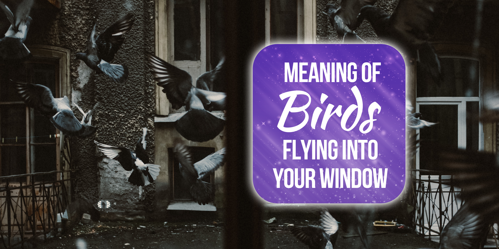 what does it mean when a bird hits your window