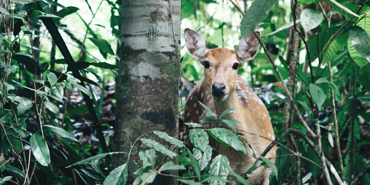 what does it mean when a deer stares at you