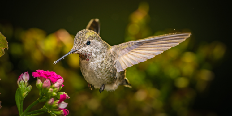 what does it mean when a hummingbird visits you