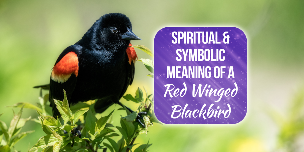 red winged blackbird spiritual meaning