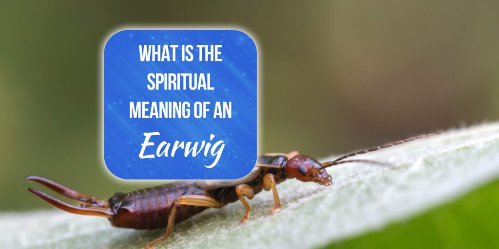 earwig spiritual meaning