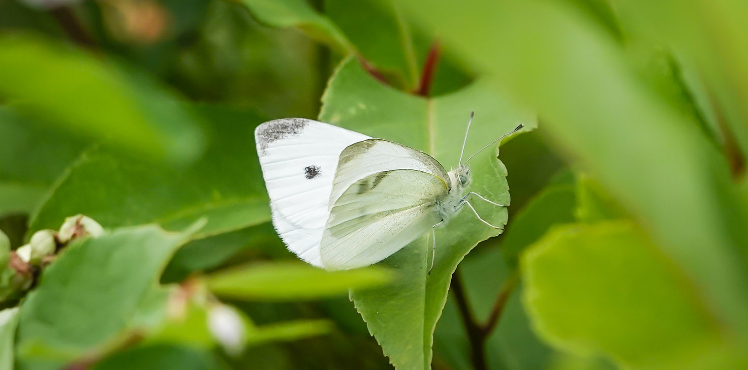 white butterfly meaning