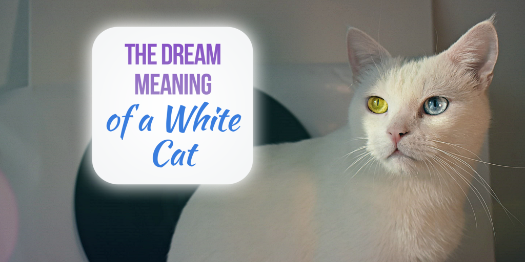 white cat dream meaning