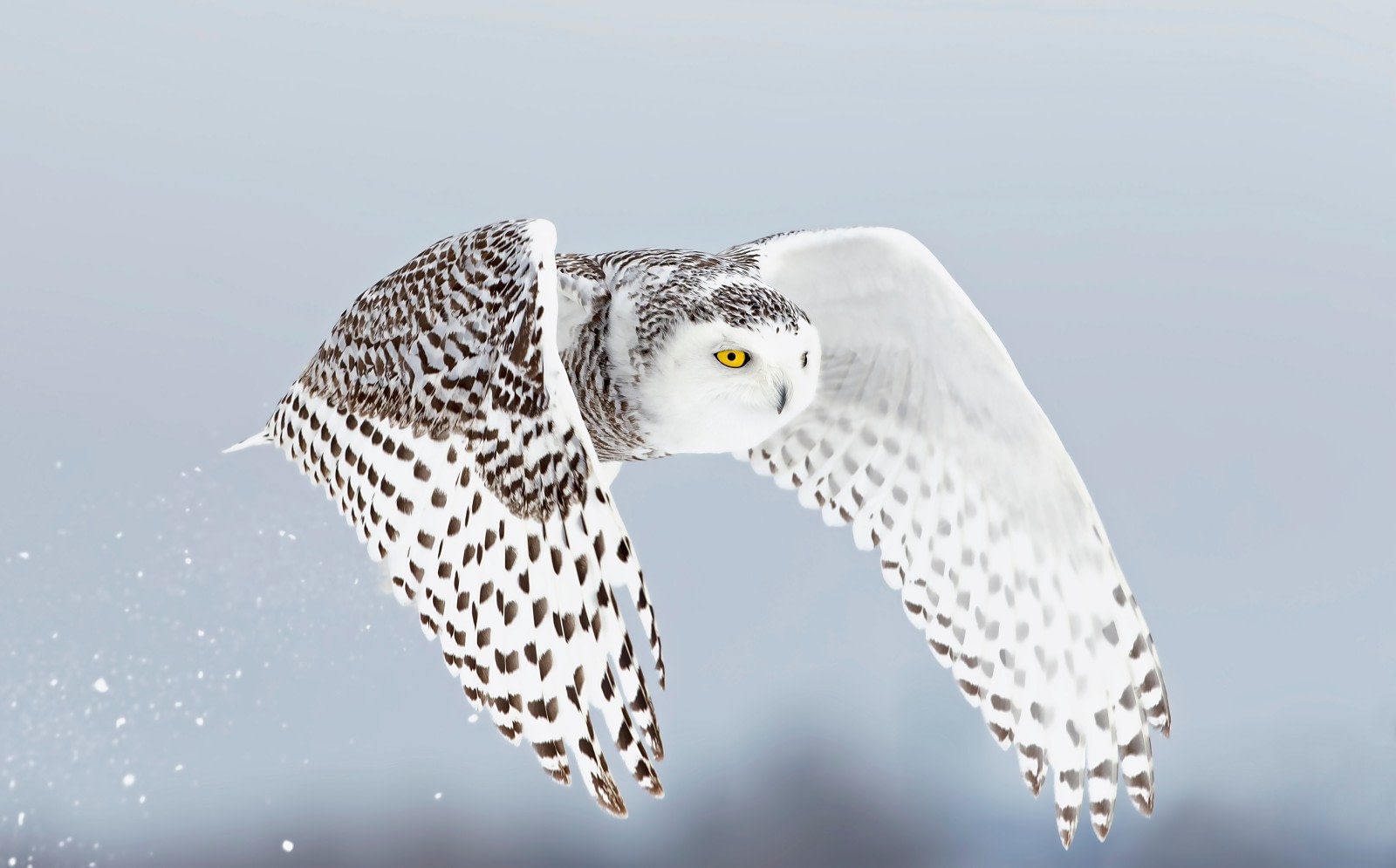 white owl meaning